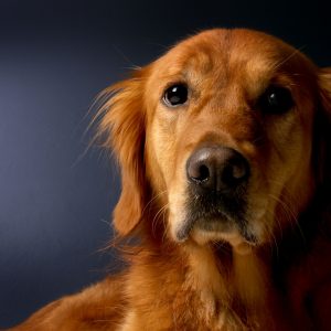 golden-retriever-620159_1280